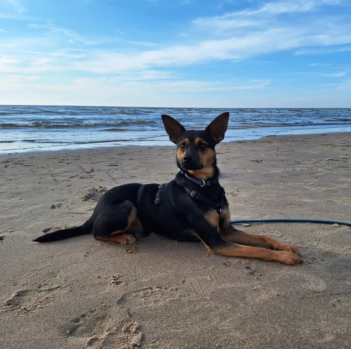 Buffy (Vermittlung von privat), male 3yo Chihuahua for adoption at Tierschutzverein Oelsnitz/Erzgeb. e.V.