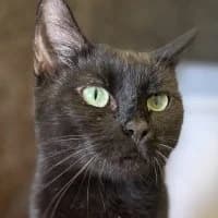 Abby, female Mixed Breed for adoption at Tierschutzverein Offenbach e.V.
