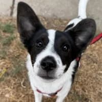 Freddy, male Mixed Breed for adoption at Tierschutzverein Offenbach e.V.