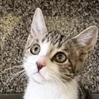 Hanni, female Mixed Breed for adoption at Tierschutzverein Offenbach e.V.