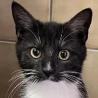 Hilly, female Mixed Breed for adoption at Tierschutzverein Offenbach e.V.