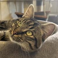 Hugo, male Mixed Breed for adoption at Tierschutzverein Offenbach e.V.