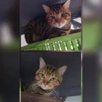 Jonas und Lukas, male Mixed Breed for adoption at Tierschutzverein Offenbach e.V.