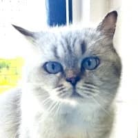 Kavi, female Mixed Breed for adoption at Tierschutzverein Offenbach e.V.