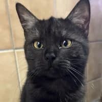 Kira, female Mixed Breed for adoption at Tierschutzverein Offenbach e.V.