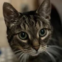 Letty, female Mixed Breed for adoption at Tierschutzverein Offenbach e.V.
