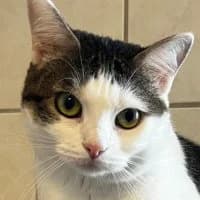 Mine, female Mixed Breed for adoption at Tierschutzverein Offenbach e.V.