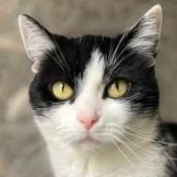 Napoli, female Mixed Breed for adoption at Tierschutzverein Offenbach e.V.