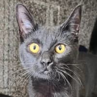 Nina, female Mixed Breed for adoption at Tierschutzverein Offenbach e.V.
