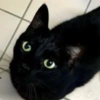 Ninjo, male Mixed Breed for adoption at Tierschutzverein Offenbach e.V.