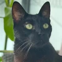 Ninjo, male Mixed Breed for adoption at Tierschutzverein Offenbach e.V.