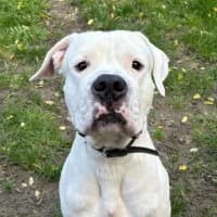 Otto, male Mixed Breed for adoption at Tierschutzverein Offenbach e.V.