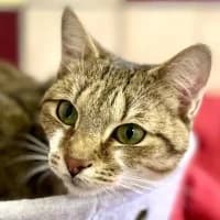 Sadie, female Mixed Breed for adoption at Tierschutzverein Offenbach e.V.