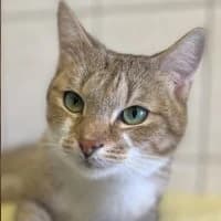Sadie, female Mixed Breed for adoption at Tierschutzverein Offenbach e.V.
