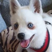 Snow, male Mixed Breed for adoption at Tierschutzverein Offenbach e.V.