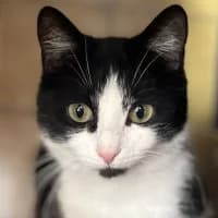 Yara, female Mixed Breed for adoption at Tierschutzverein Offenbach e.V.