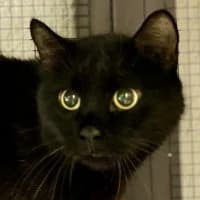 Zoony, male Mixed Breed for adoption at Tierschutzverein Offenbach e.V.