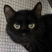 Zoony, male Mixed Breed for adoption at Tierschutzverein Offenbach e.V.