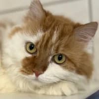 Lilly, female Mixed Breed for adoption at Tierschutzverein Offenbach e.V.