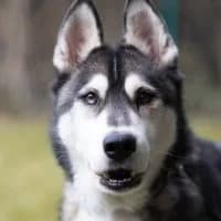Lio, male Mixed Breed for adoption at Tierschutzverein Offenbach e.V.