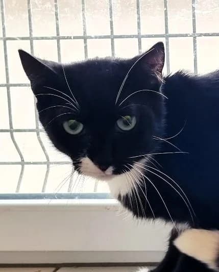 Noch in der, Mixed Breed for adoption at Tierschutzverein Oberhavel e.V.