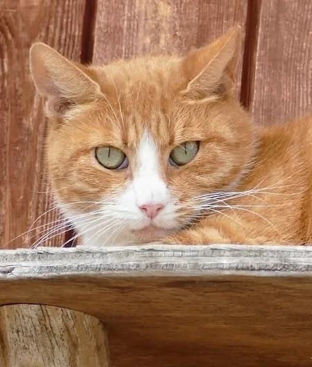 Jessy, senior Mixed Breed for adoption at Tierschutzverein Oberhavel e.V.