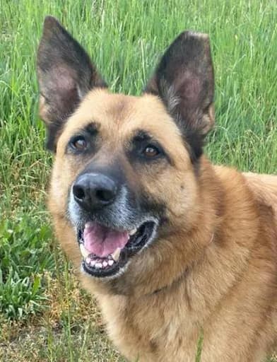 13.03.2022 Update: Rüde, male 4yo German Shepherd for adoption at Tierschutzverein Oberhavel e.V.