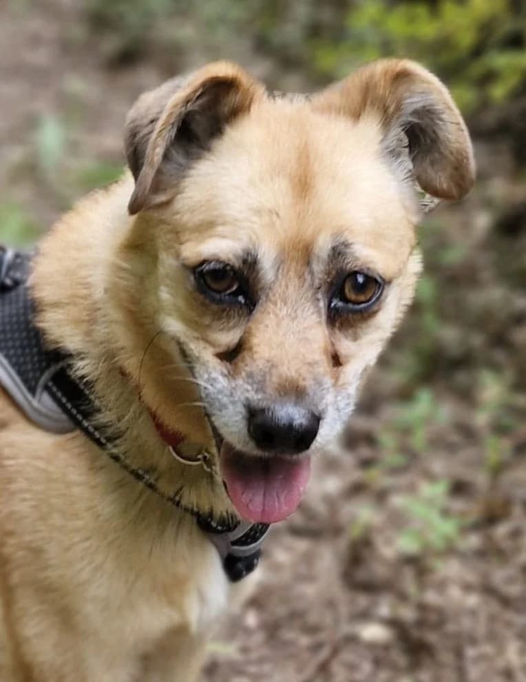 Lilo, female puppy Mixed Breed for adoption at Tierschutzverein Oberhavel e.V.