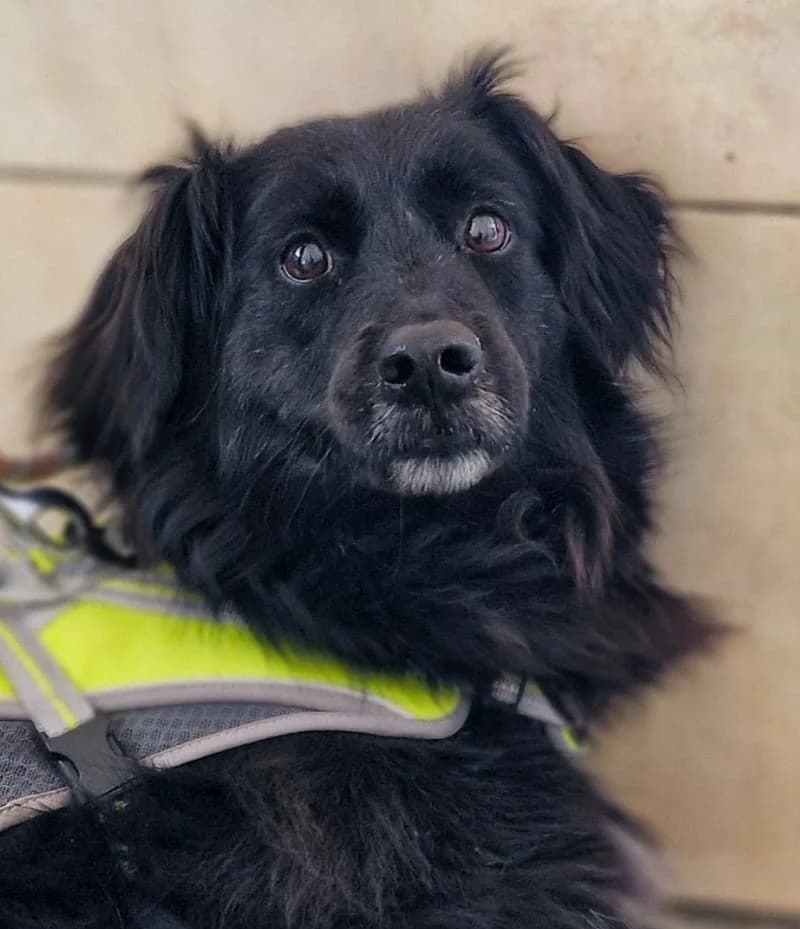 Nika, female puppy Mixed Breed for adoption at Tierschutzverein Oberhavel e.V.
