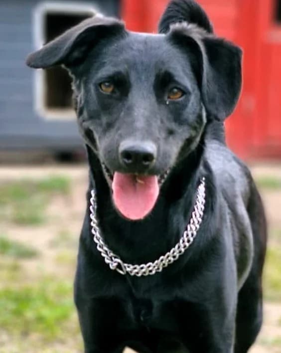 Zora, female puppy Mixed Breed for adoption at Tierschutzverein Oberhavel e.V.