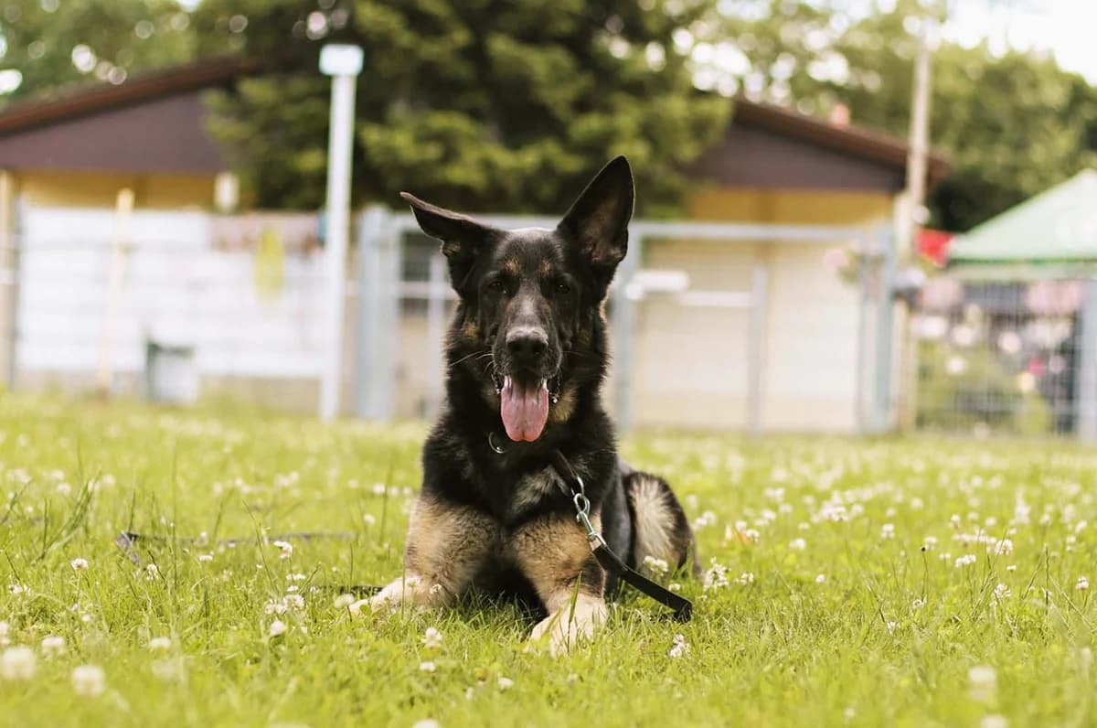 Elvis, male 4yo German Shepherd for adoption at Tierschutzverein Pfungstadt und Umgebung e.V, Pfungstadt