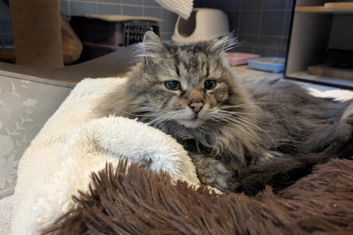 Micky – Auf Pflegestelle, male senior mixed breed for adoption at Tierschutzverein Pfungstadt und Umgebung e.V, Pfungstadt