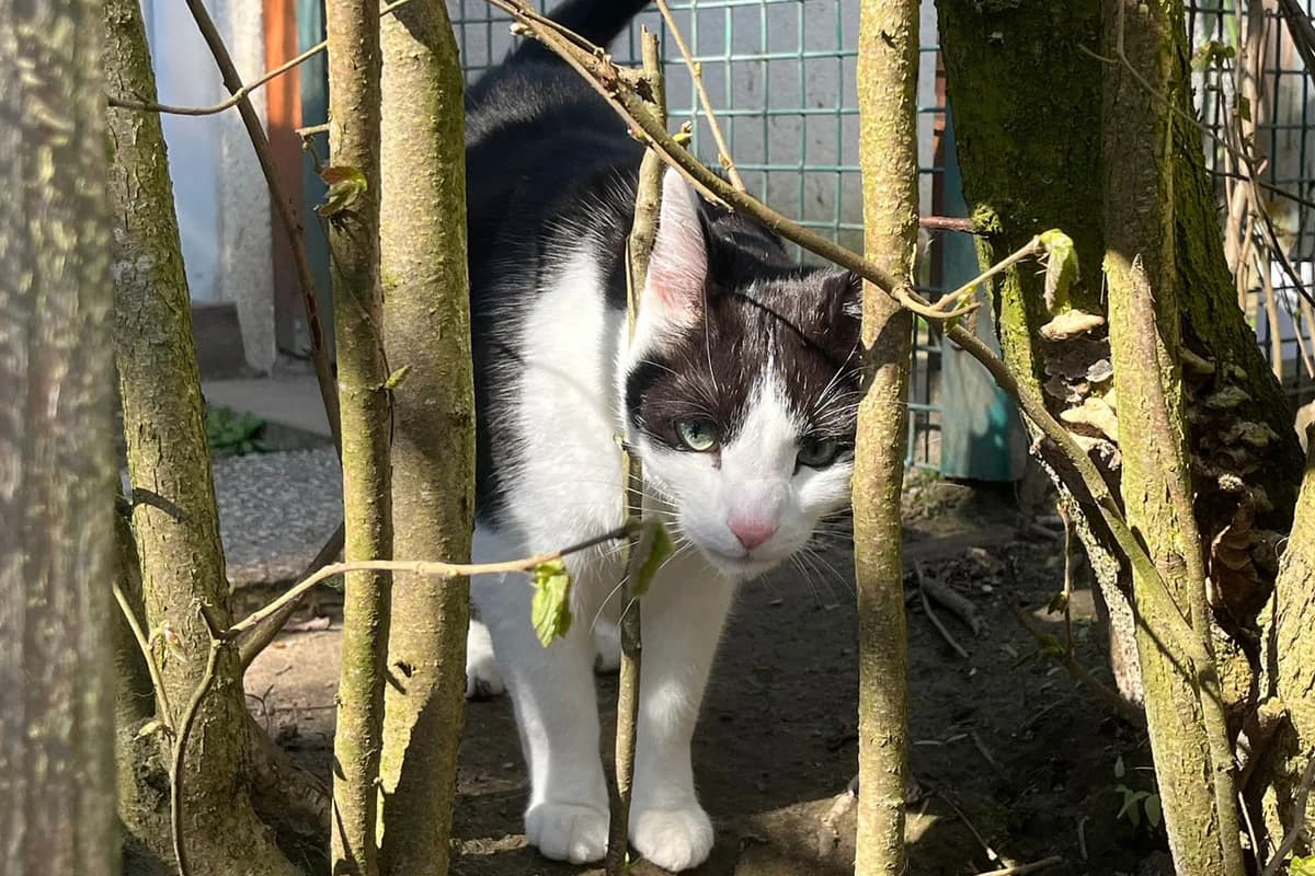 Phoenix, male senior mixed breed for adoption at Tierschutzverein Pfungstadt und Umgebung e.V, Pfungstadt