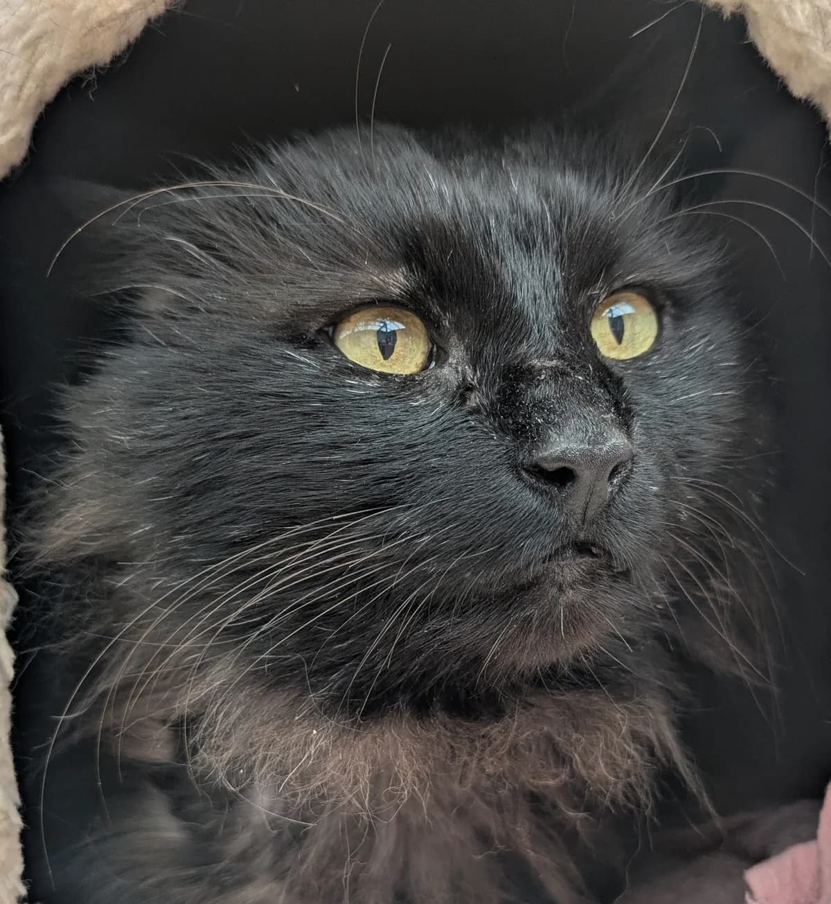 Prometheus, male 6yo mixed breed for adoption at Tierschutzverein Pfungstadt und Umgebung e.V, Pfungstadt