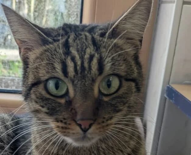 Skyler, female young European Shorthair for adoption at Tierschutzverein Pfungstadt und Umgebung e.V, Pfungstadt