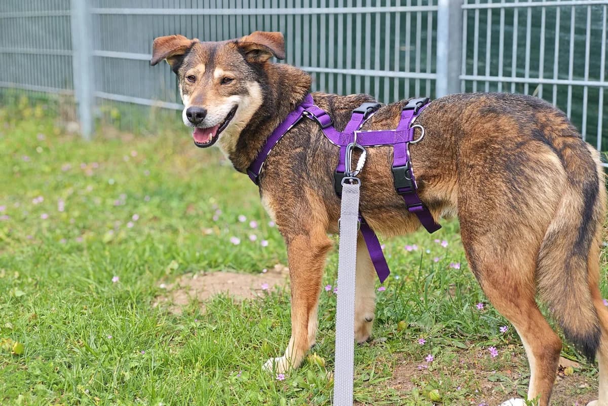 Toto, male 5yo Mixed Breed for adoption at Tierschutzverein Pfungstadt und Umgebung e.V, Pfungstadt