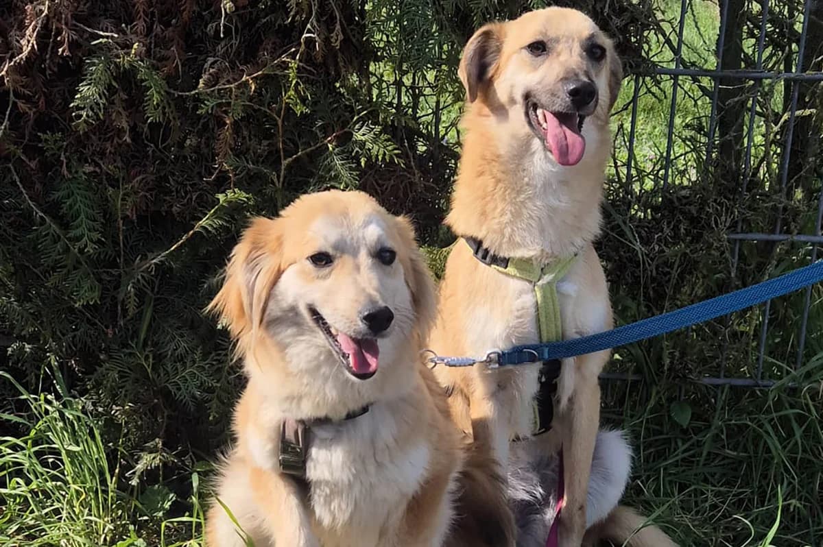 Mila(langhaar) und Frieda (kürzeres Fell), female young Mixed Breed for adoption at Tierschutzverein Pfungstadt und Umgebung e.V, Pfungstadt