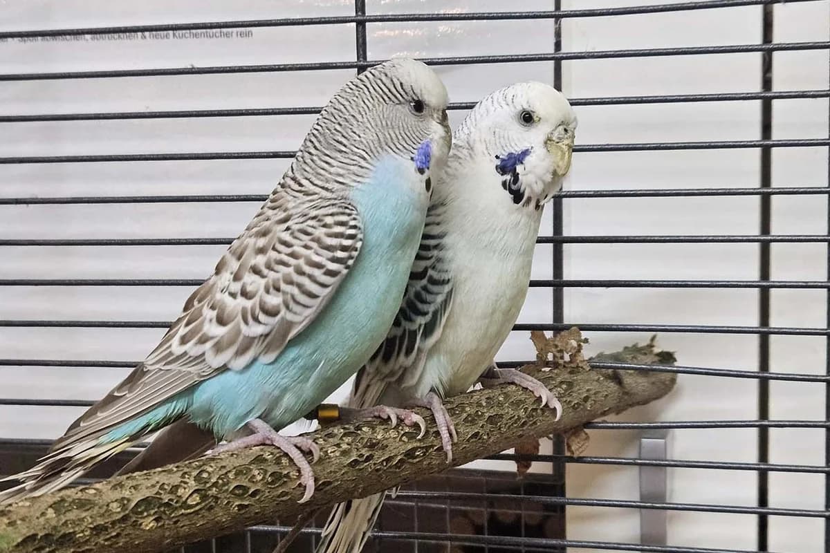 Chichi &, male mixed breed for adoption at Tierschutzverein Pfungstadt und Umgebung e.V, Pfungstadt