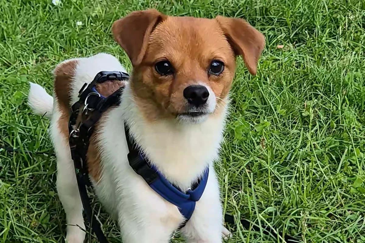 Rocky, male young Mixed Breed for adoption at Tierschutzverein Pfungstadt und Umgebung e.V, Pfungstadt