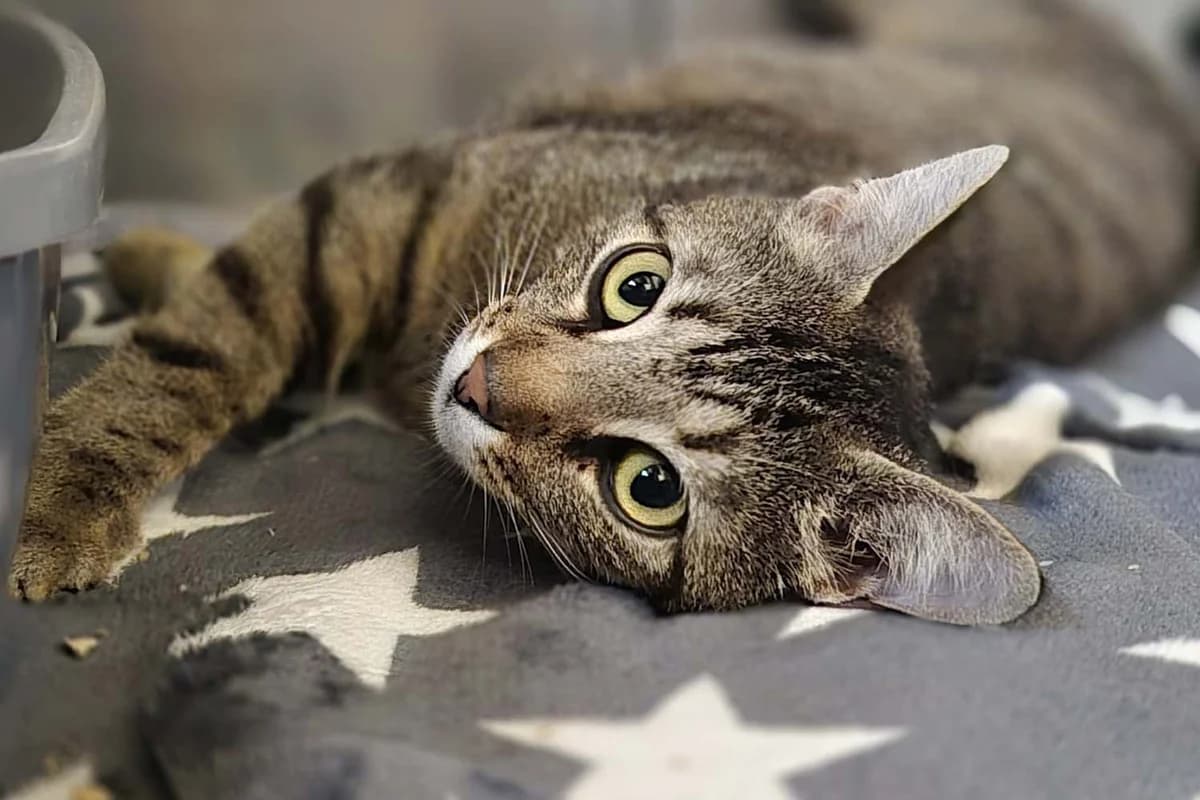 Dana, female 3yo European Shorthair for adoption at Tierschutzverein Pfungstadt und Umgebung e.V, Pfungstadt