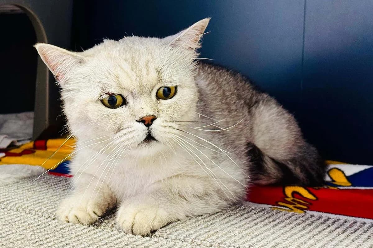 Yulian, male 3yo British Shorthair for adoption at Tierschutzverein Pfungstadt und Umgebung e.V, Pfungstadt
