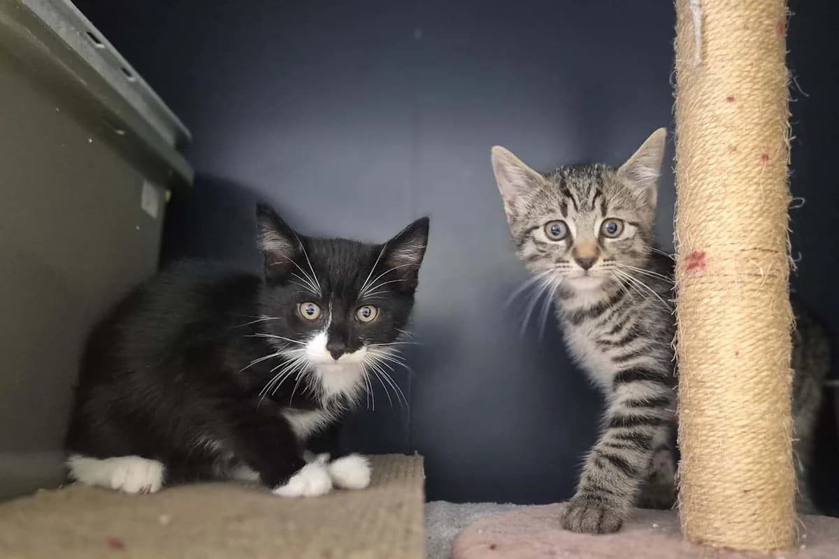 Jeanny &, male mixed breed for adoption at Tierschutzverein Pfungstadt und Umgebung e.V, Pfungstadt