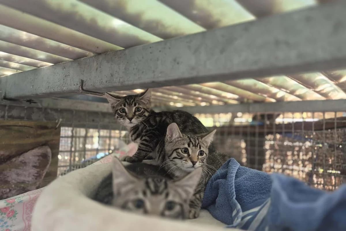 Tadej, Romeo &, male puppy European Shorthair for adoption at Tierschutzverein Pfungstadt und Umgebung e.V, Pfungstadt