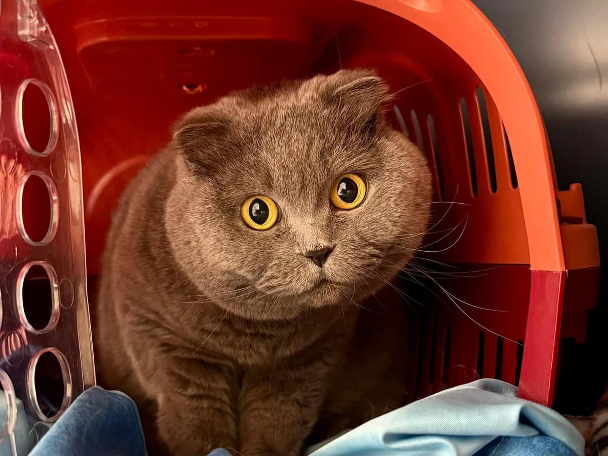 Mouna, female senior British Shorthair for adoption at Tierschutzverein Pfungstadt und Umgebung e.V, Pfungstadt