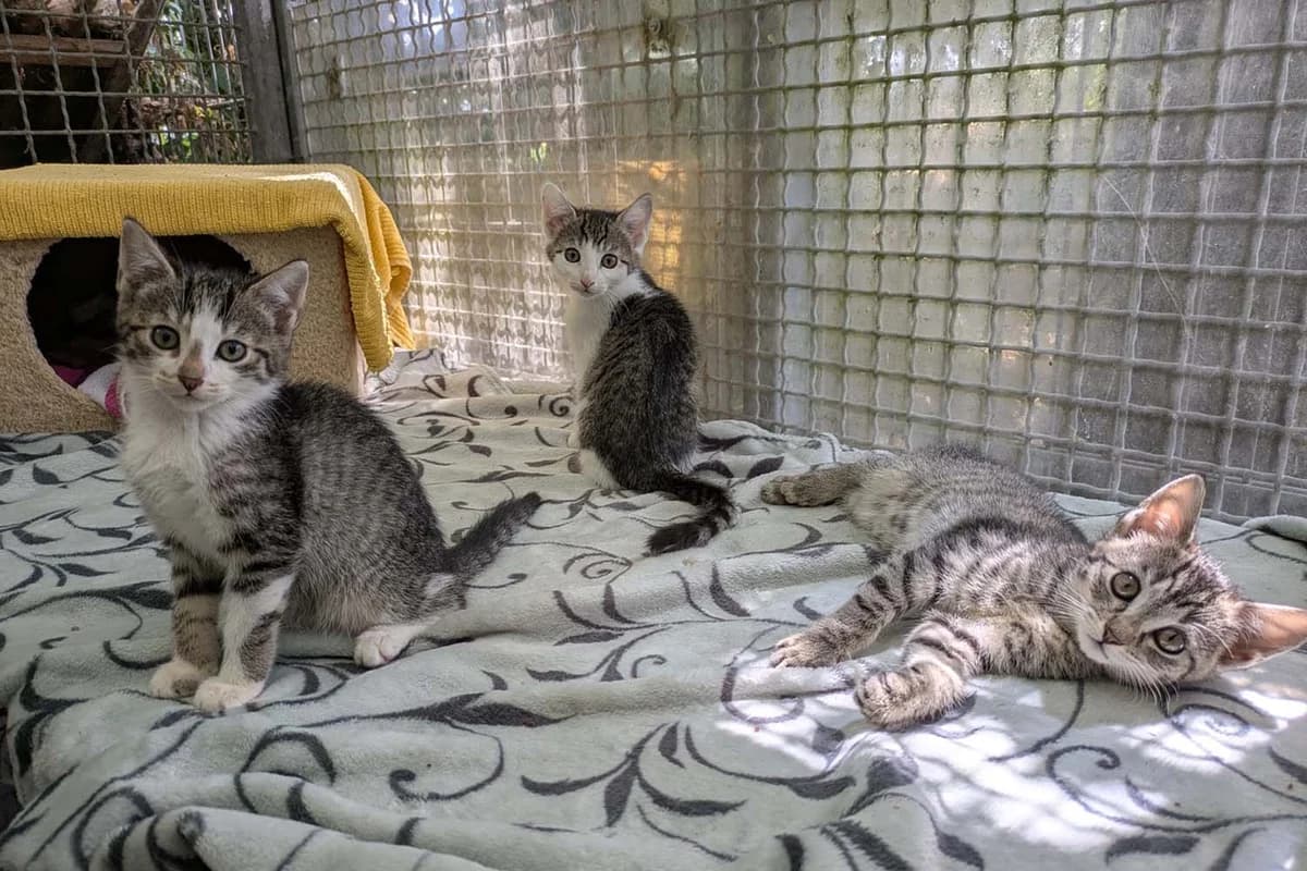 Marilyn, Melina &, female puppy European Shorthair for adoption at Tierschutzverein Pfungstadt und Umgebung e.V, Pfungstadt