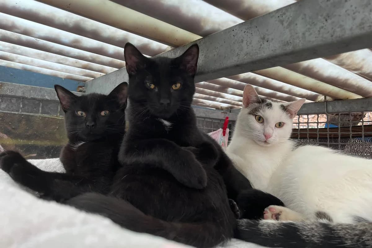 Grappa, Fietje & Piet, male young European Shorthair for adoption at Tierschutzverein Pfungstadt und Umgebung e.V, Pfungstadt