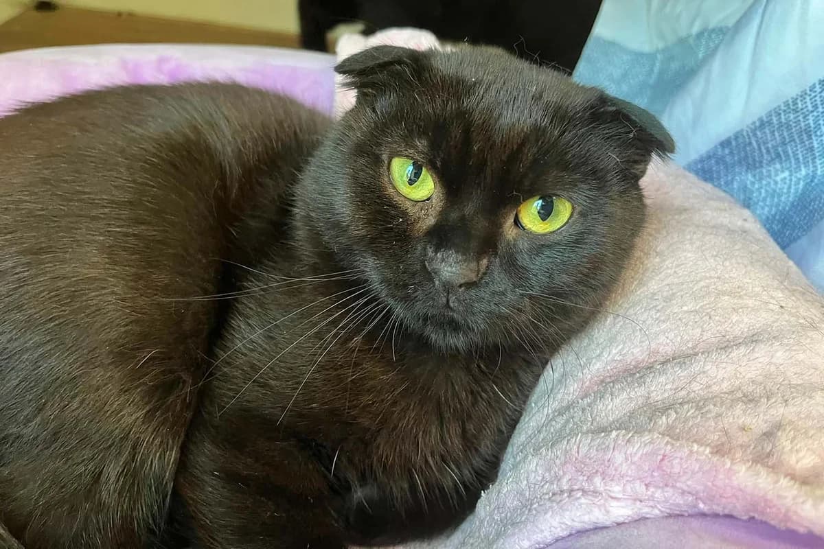 Scody, male 3yo Scottish Fold for adoption at Tierschutzverein Pfungstadt und Umgebung e.V, Pfungstadt