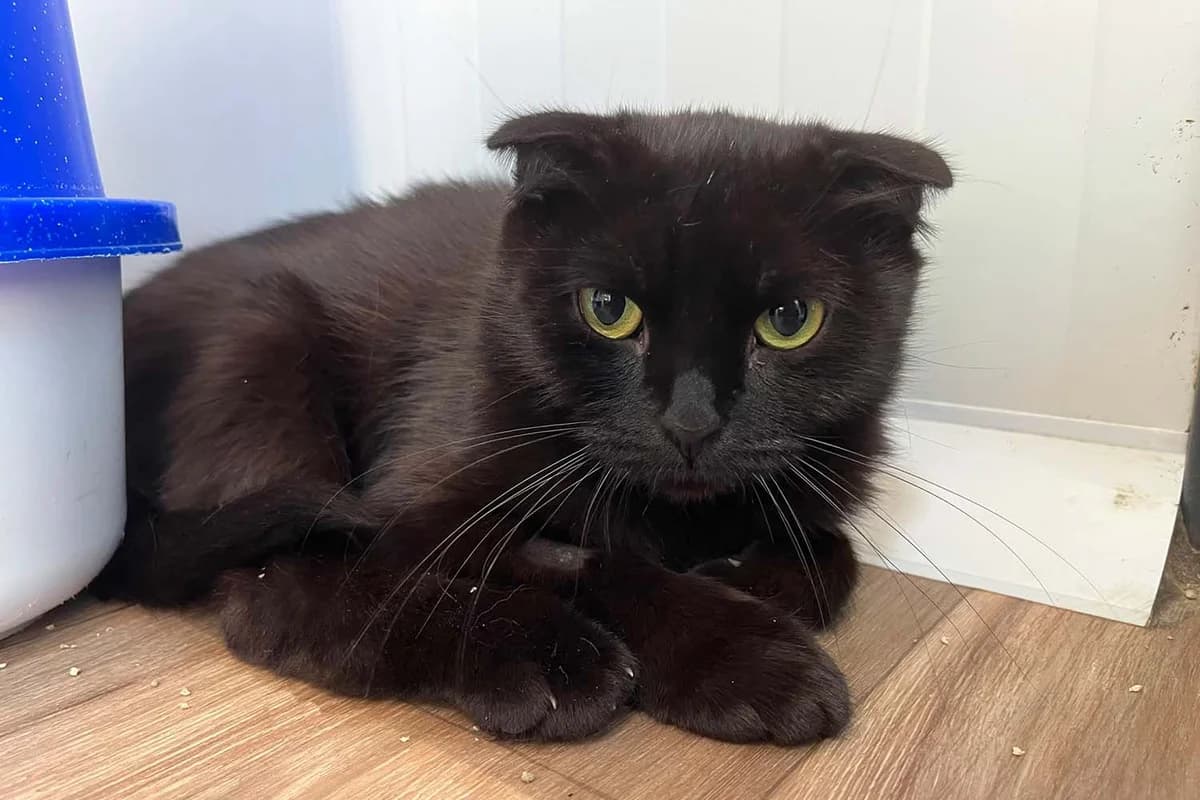 Shona, female 3yo British Shorthair for adoption at Tierschutzverein Pfungstadt und Umgebung e.V, Pfungstadt