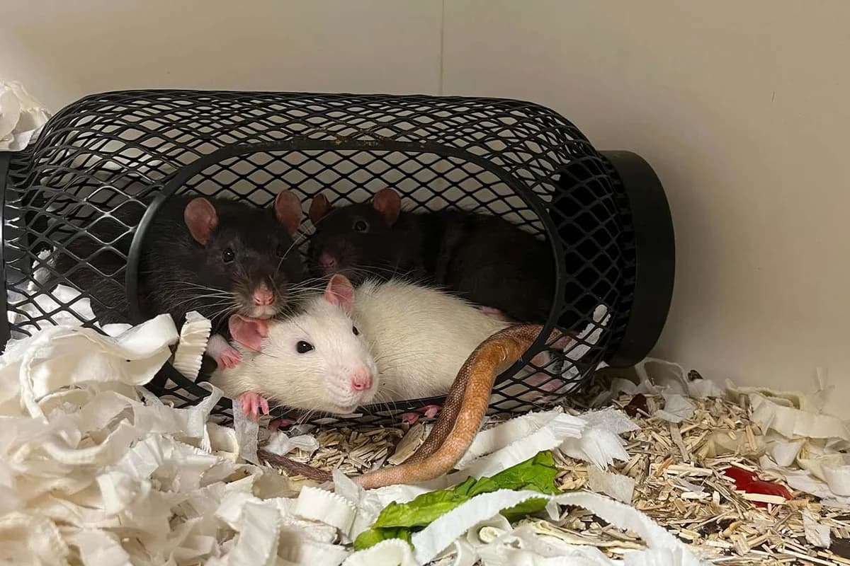 Mario, Luigi &, weiß male young mixed breed for adoption at Tierschutzverein Pfungstadt und Umgebung e.V, Pfungstadt