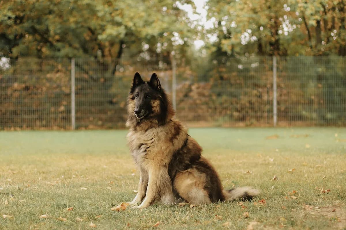 Alfred, male senior Belgian Tervuren for adoption at Tierschutzverein Pfungstadt und Umgebung e.V, Pfungstadt